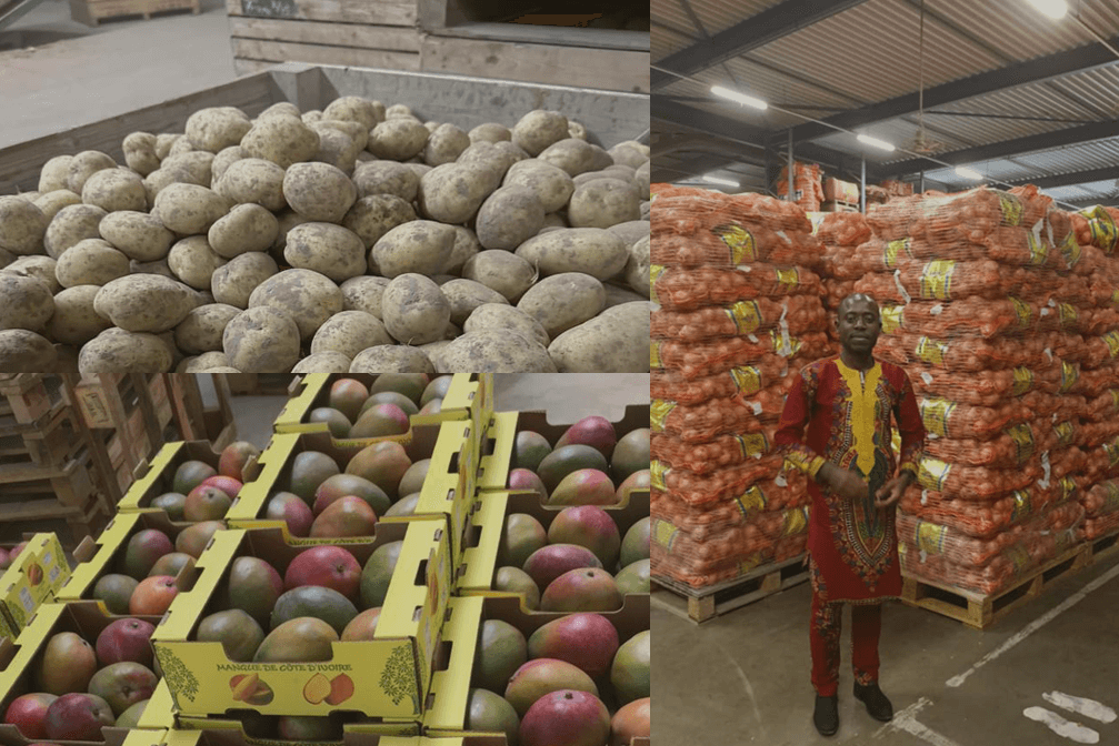 culture de mangue - pomme de terre - oignon